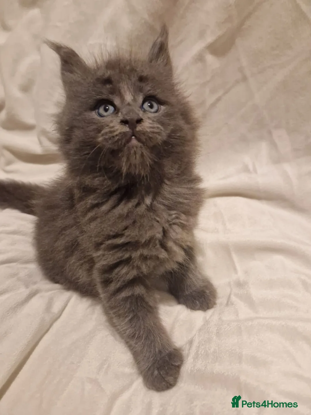 Maine Coon cats for stud: GCCF & Tica Registered Cream Smoke Maine Coon in Spalding - Advert 8