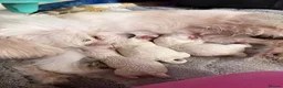 Bichon Frise dogs for sale: 4 Bichon Frisé puppies looking for their new home - Advert 13
