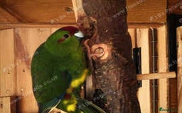 Parakeets birds for sale: Kakarikis for sale Mixed Colourings - Image 3