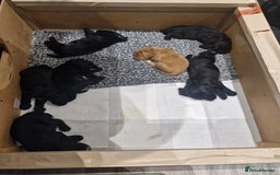 Cocker Spaniel dogs for sale: Working cockers for sale - Image 4