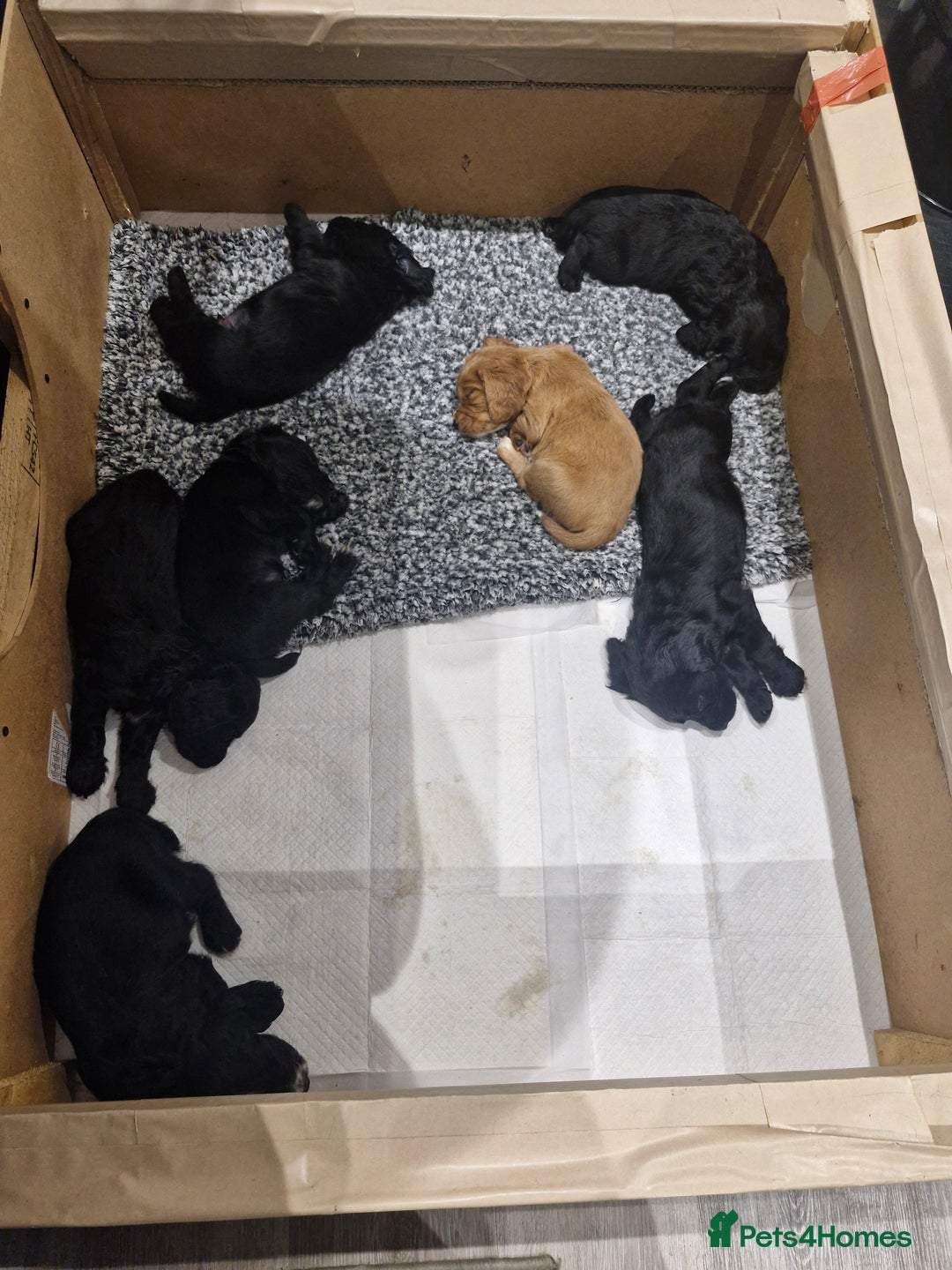 Cocker Spaniel dogs for sale: Working cockers for sale - Image 4