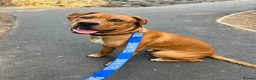 Mixed Breed dogs for sale: Experienced Home Needed❤️ - Advert 8