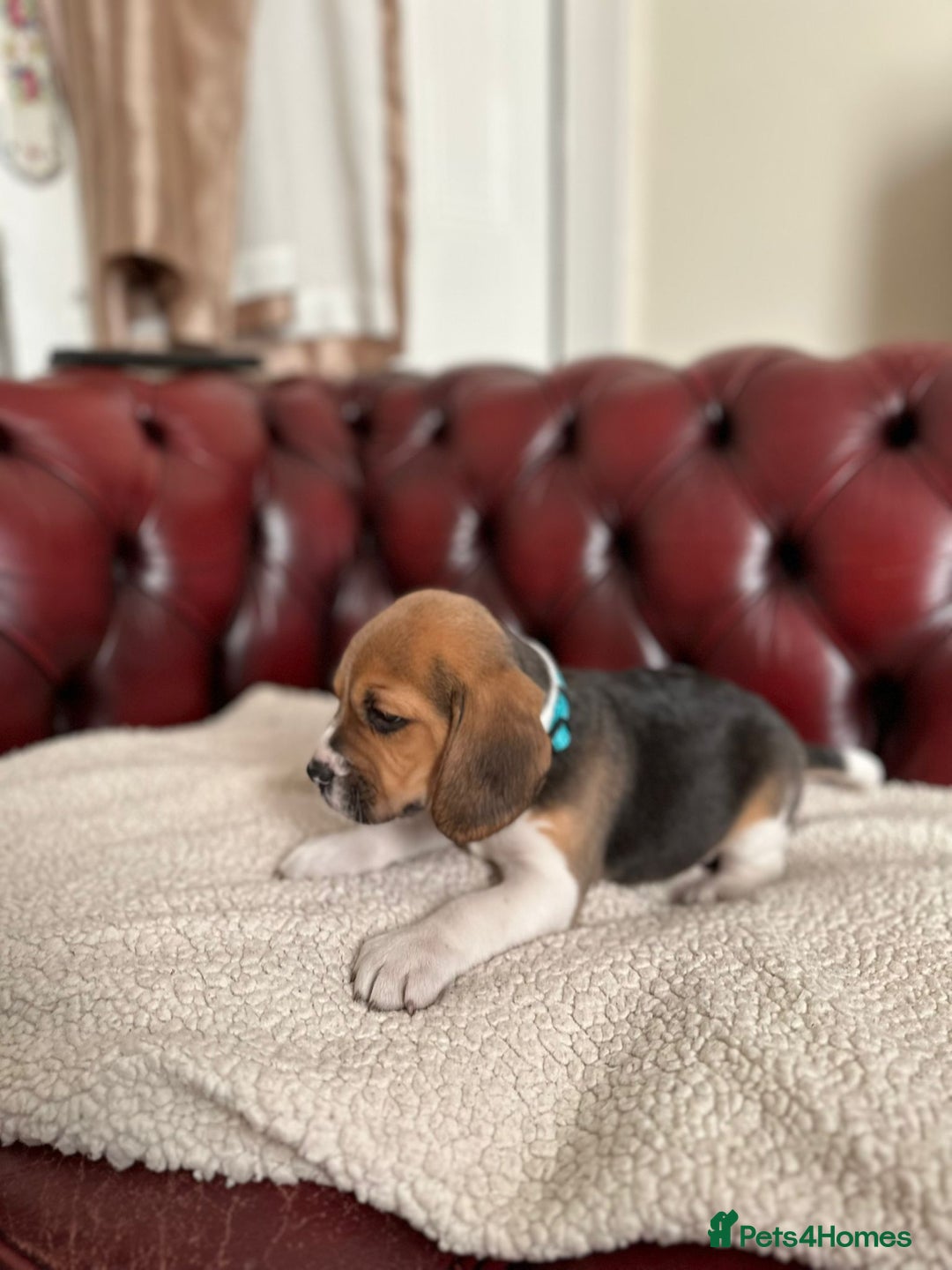 Beagle dogs for sale: Beagle Puppies - Image 12