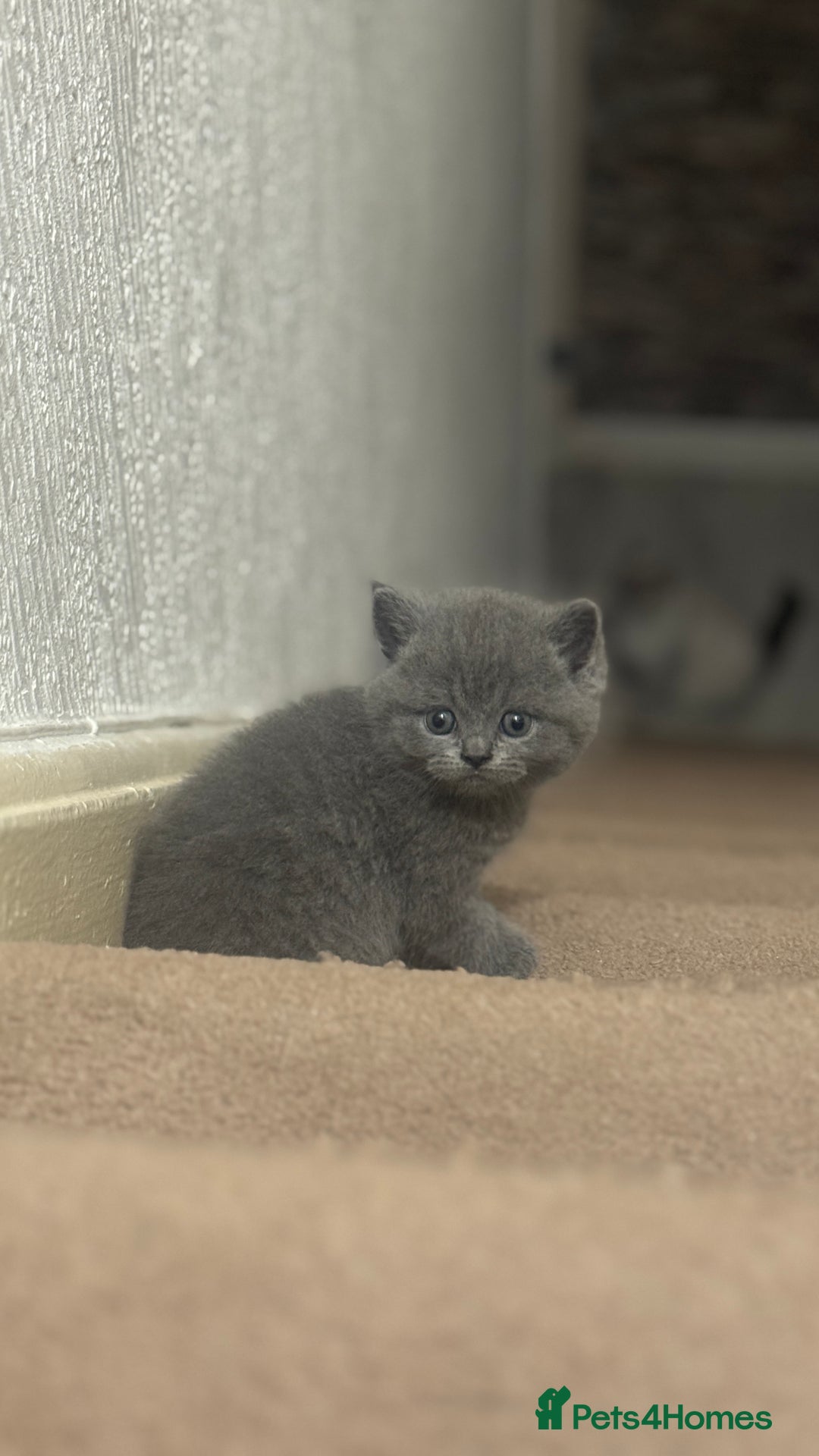British Shorthair cats for sale: 5 British shorthair kittens  - Advert 12