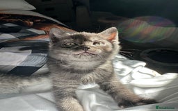 British Shorthair cats for sale: Uniquely- coloured Black & Grey Kitten - Image 3