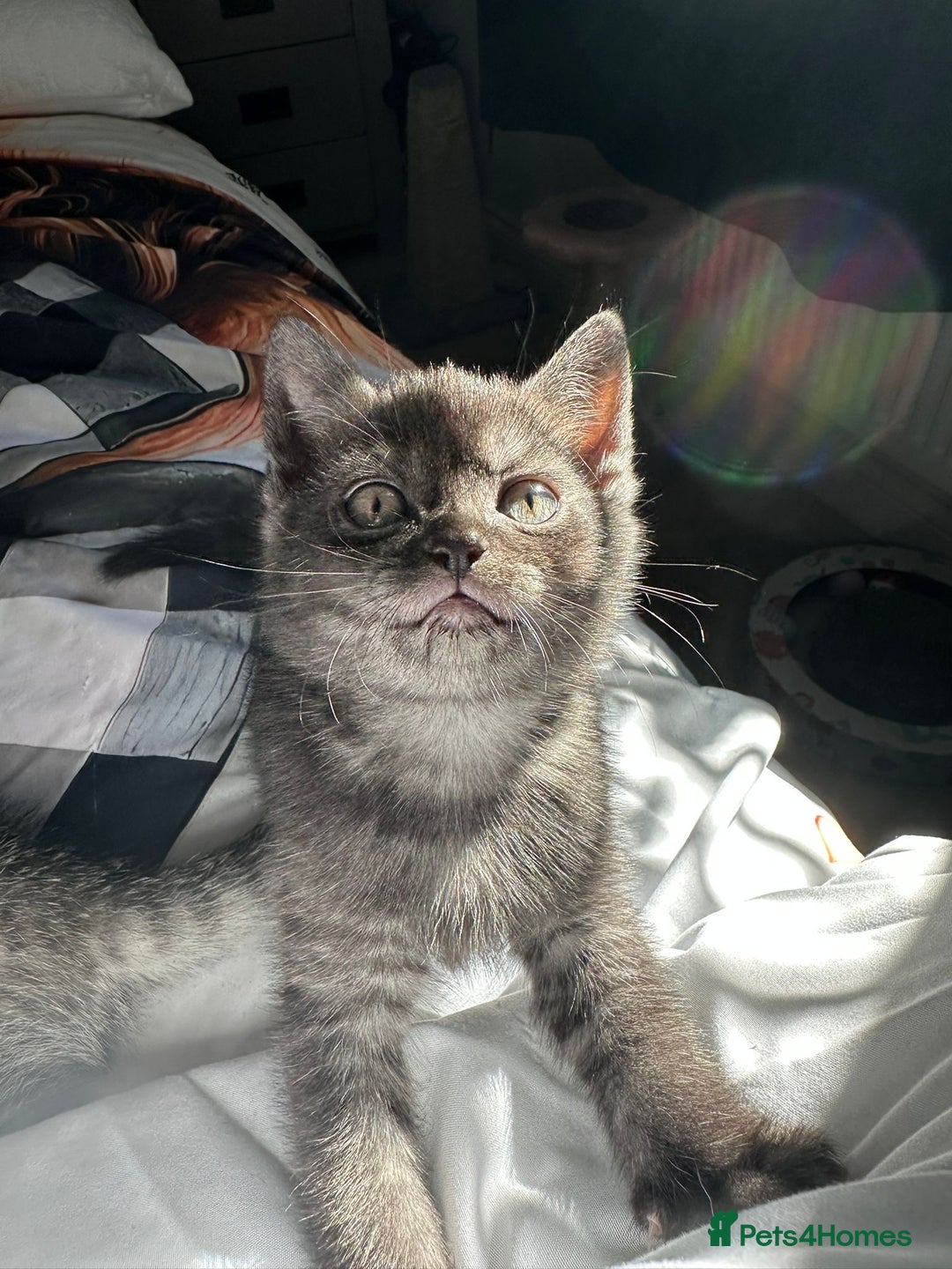 British Shorthair cats for sale: Uniquely- coloured Black & Grey Kitten - Image 3