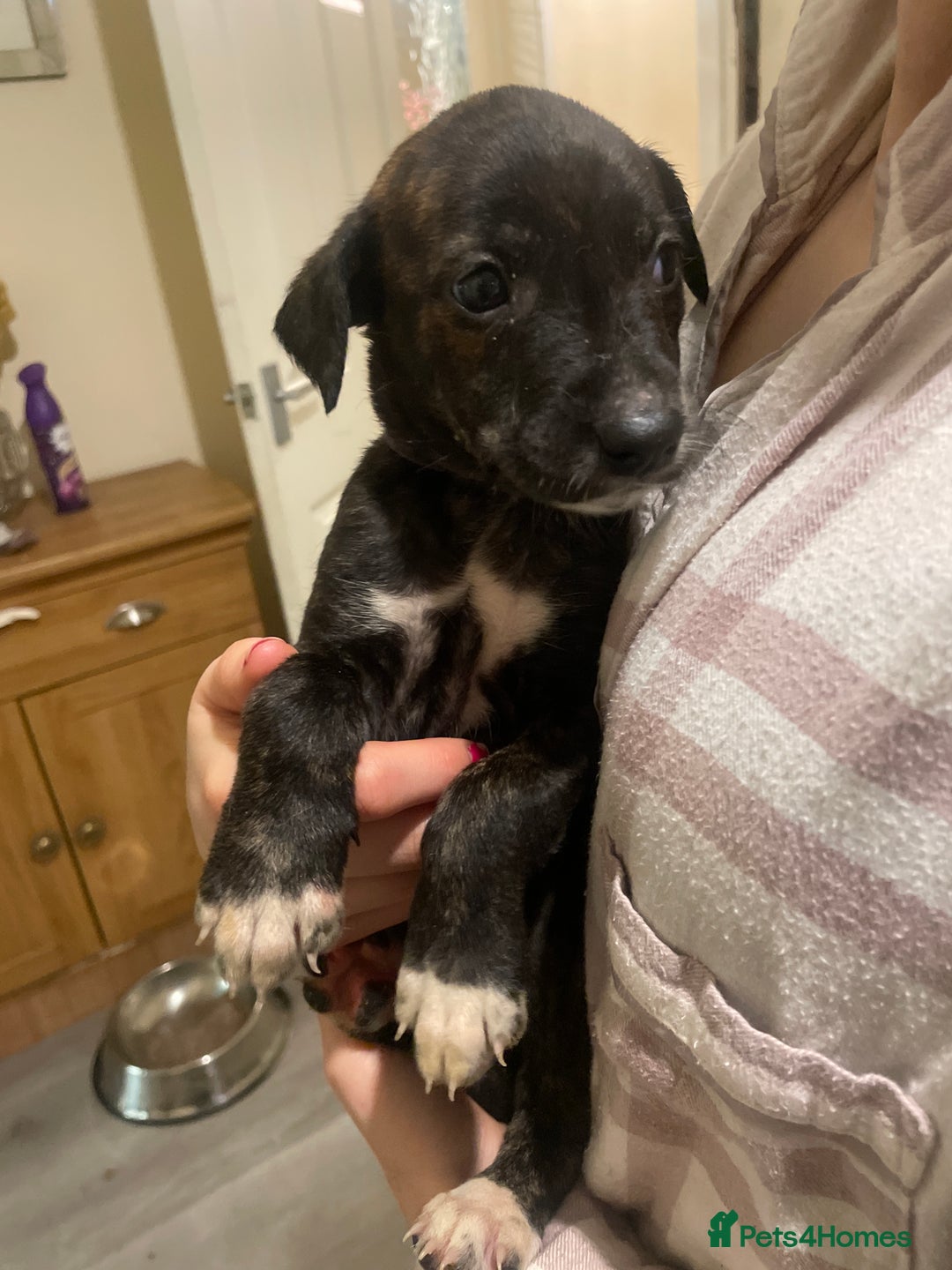 Lurcher dogs for sale: Greyhound/deerhound brindle lurchers - Advert 23