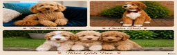Australian Labradoodle dogs for sale: Multigenerational Australian Labradoodle  - Advert 1