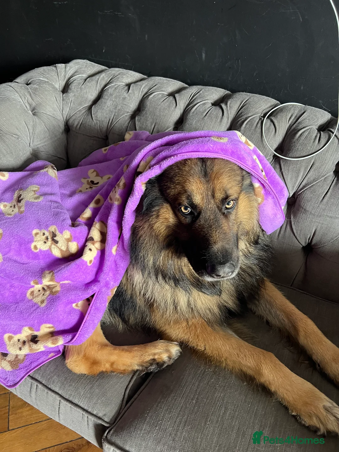 German Shepherd dogs for stud: Zeus available for Stud - Advert 7