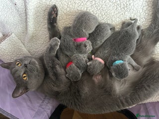 British Shorthair cats - Advert 22