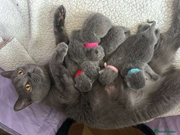 British Shorthair cats - Advert 3