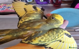 Ringnecks birds for sale: Beautiful female ringneck  - Advert 1