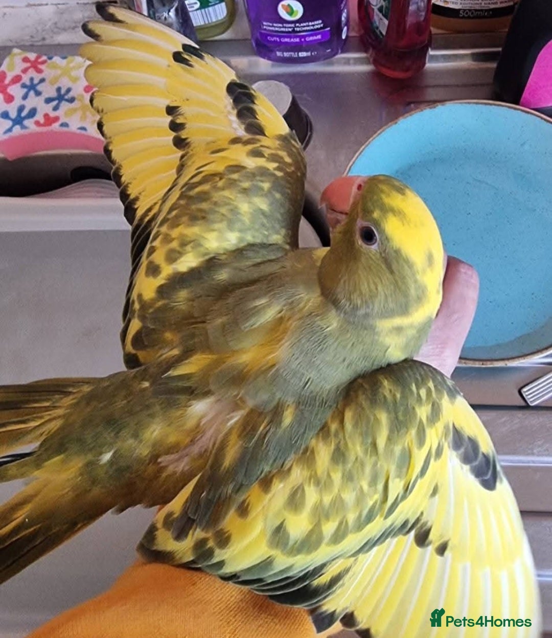 Ringnecks birds for sale: Beautiful female ringneck  - Advert 1