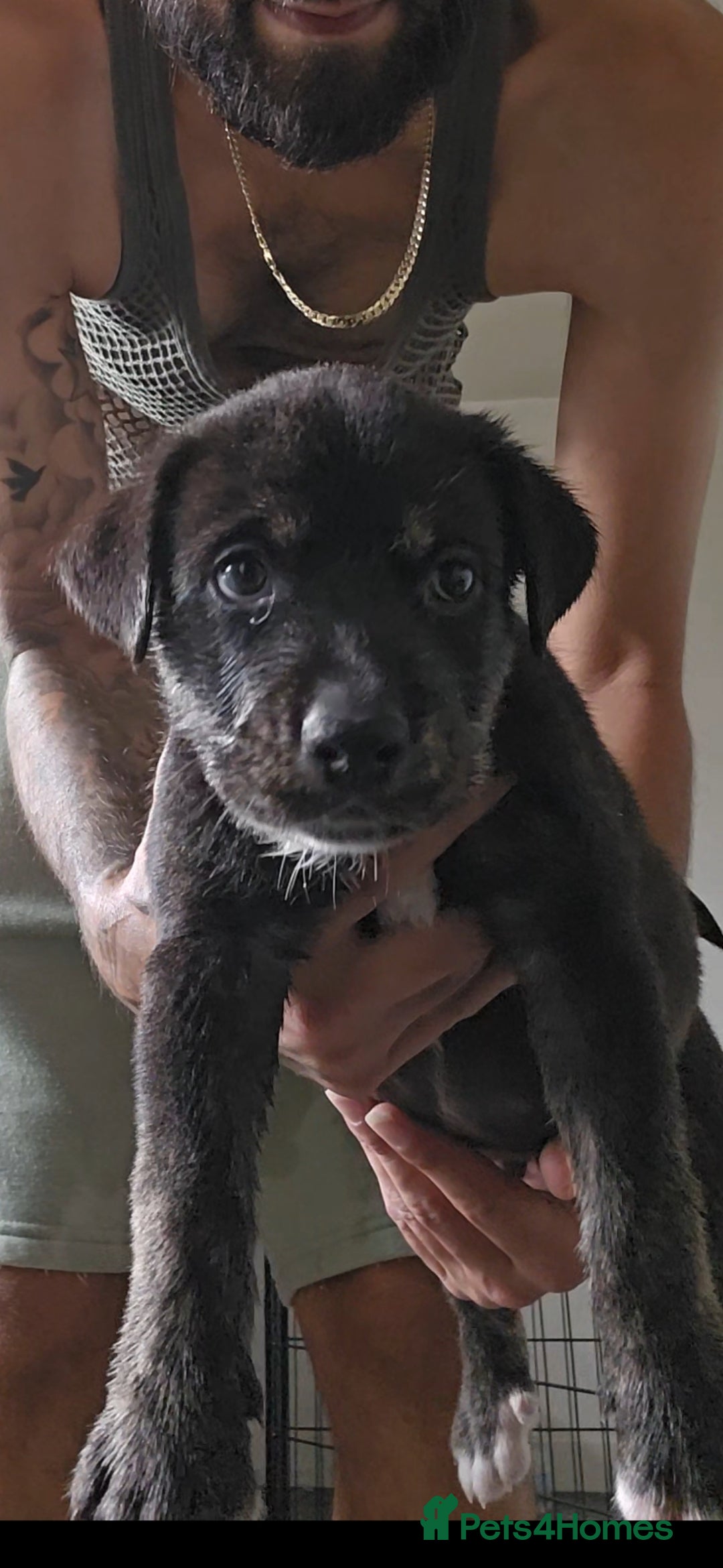 Mixed Breed dogs for sale: siberian husky cross cane corse and stuffy - Image 15