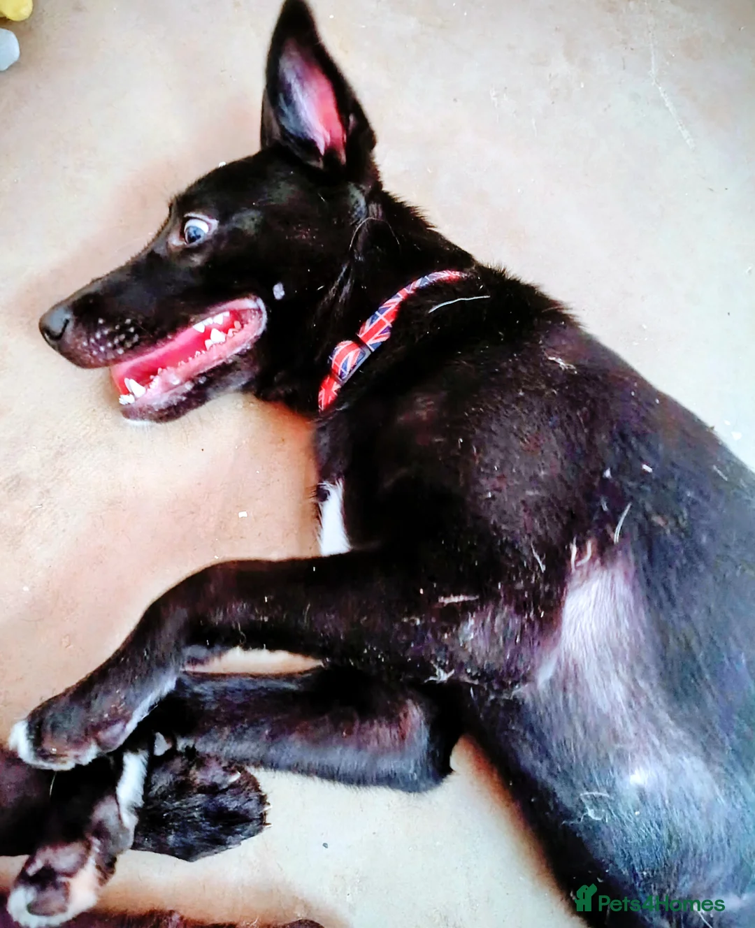 Mixed Breed dogs for sale: Tamaskan x pup needing a home - Advert 4