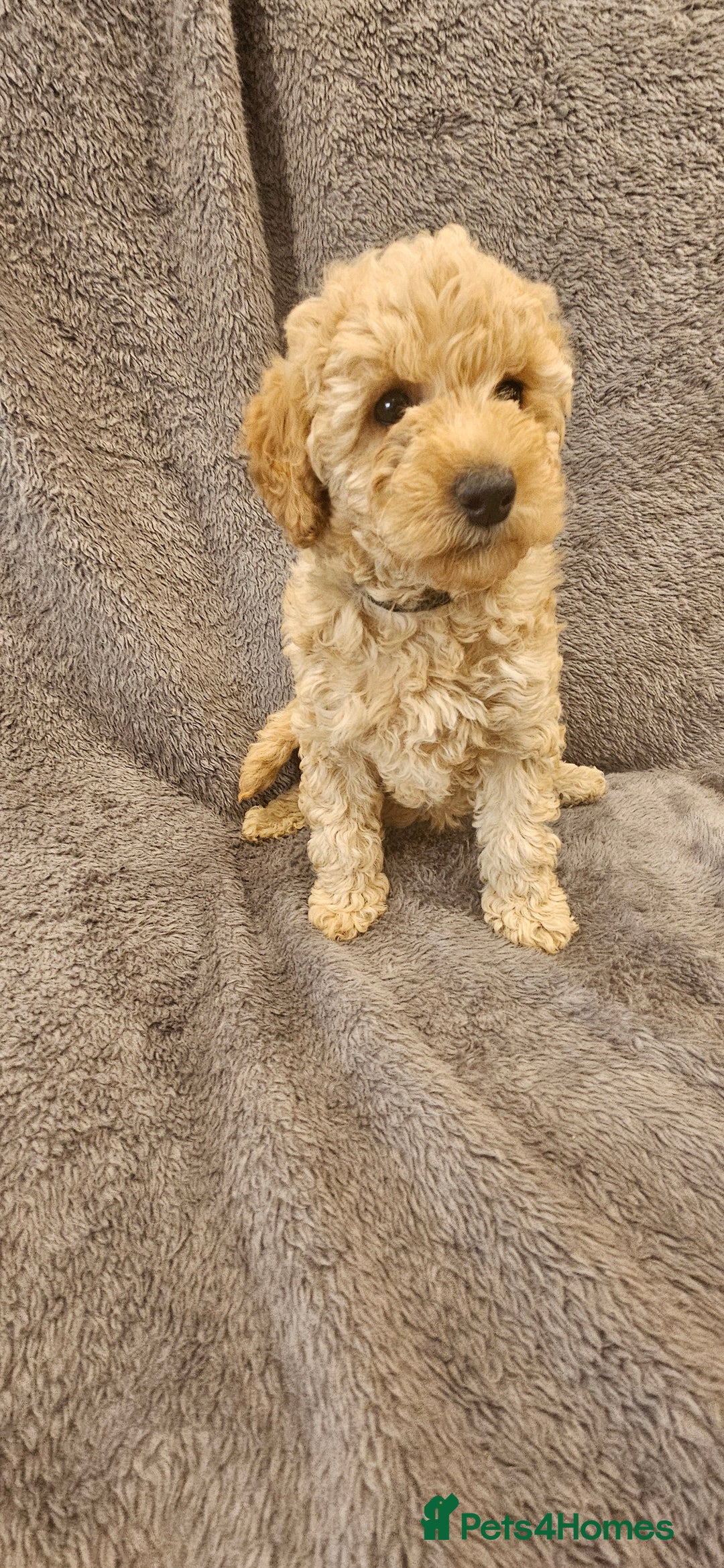 Toy Poodle dogs for sale: Beautiful Toy Poodle Puppies - Advert 6