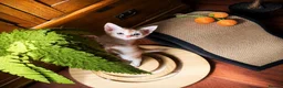 Abyssinian cats for sale:     YangYang (阳阳) ❤️🏆CHAMPION ln Abyssinian - Advert 2