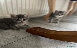 European cats for sale: Kittens for sale - Image 4