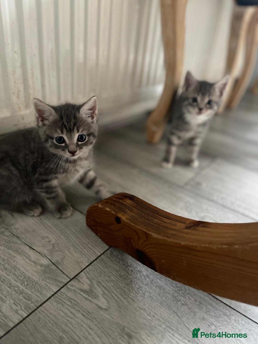 European cats for sale: Kittens for sale - Image 4