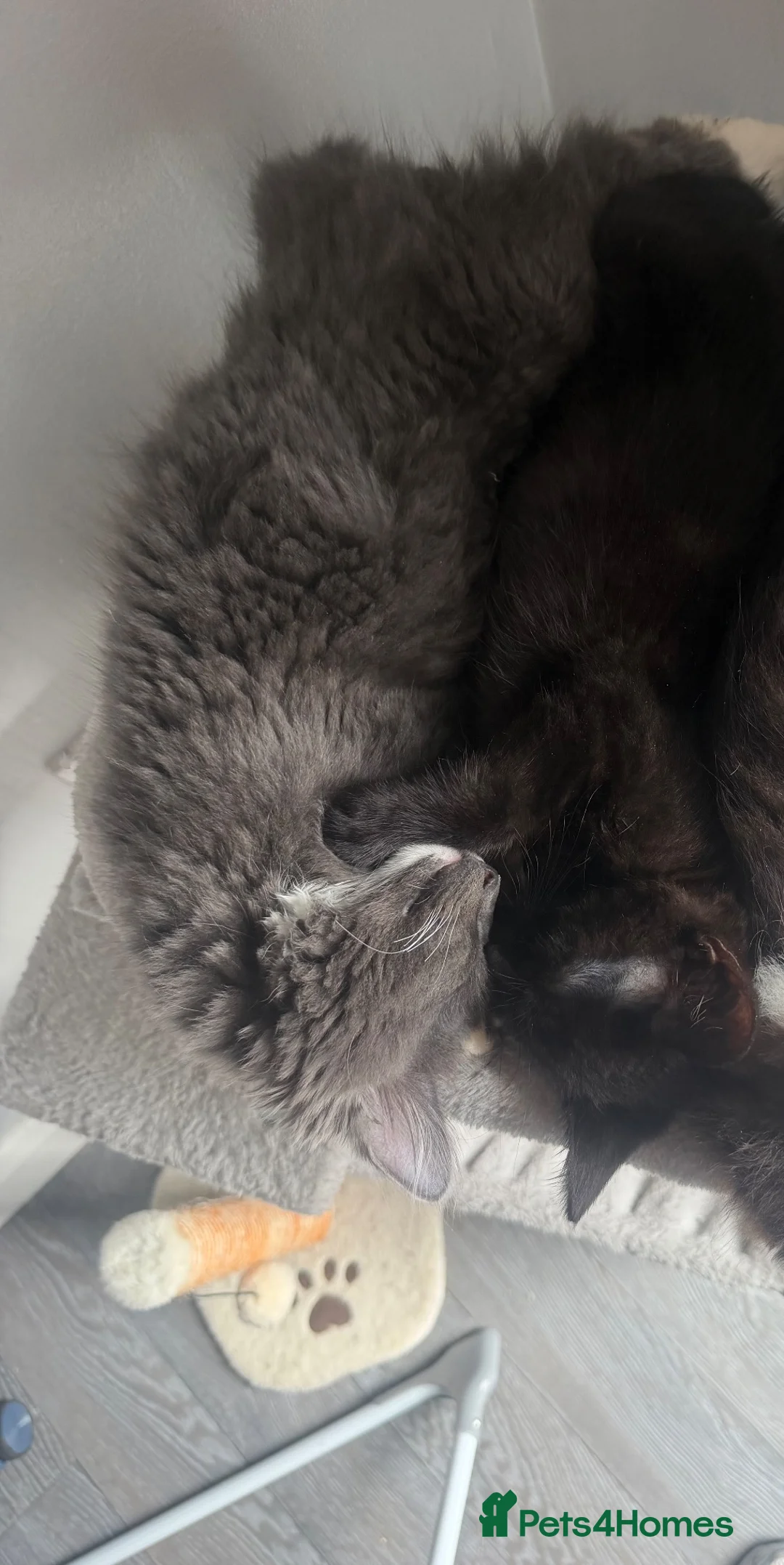 Mixed Breed cats for sale: X2 male kittens - Advert 2