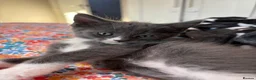 Maine Coon cats for sale: Gorgeous XL Russian Maine Coon X GCCF BSH kittens - Advert 4