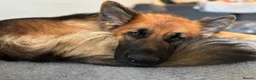 German Shepherd dogs for sale: Female German Shepherd  in Halifax - Advert 3