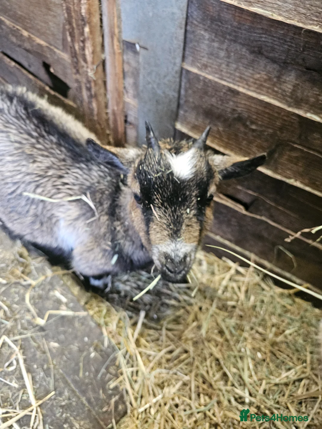 Goats livestock for sale: Pygmy goats mums with kids at foot - Advert 1