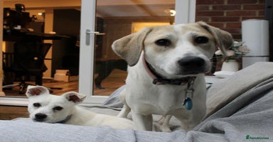Mixed Breed dogs - Advert 2