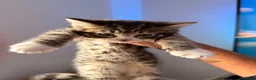 Bengal cats for sale: 2 Bengal mix boy kittens for sale  - Advert 3