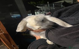 Mini Lop rabbits for sale: Mini lop bunnies for sale  - Image 6