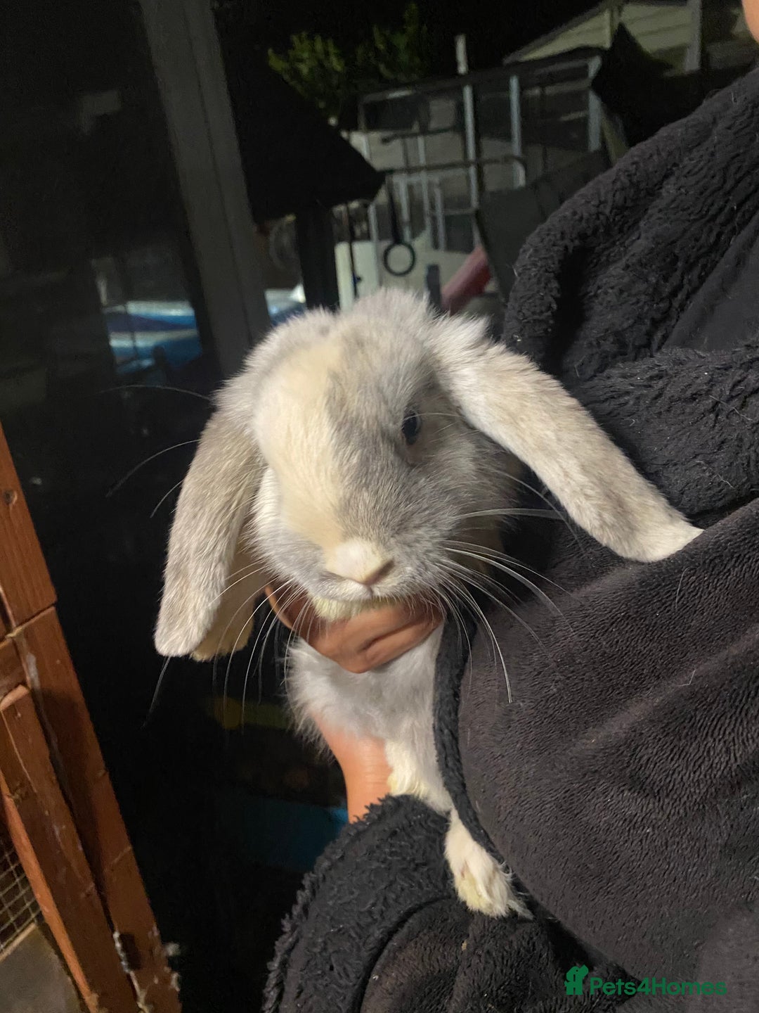 Mini Lop rabbits for sale: Mini lop bunnies for sale  - Image 6