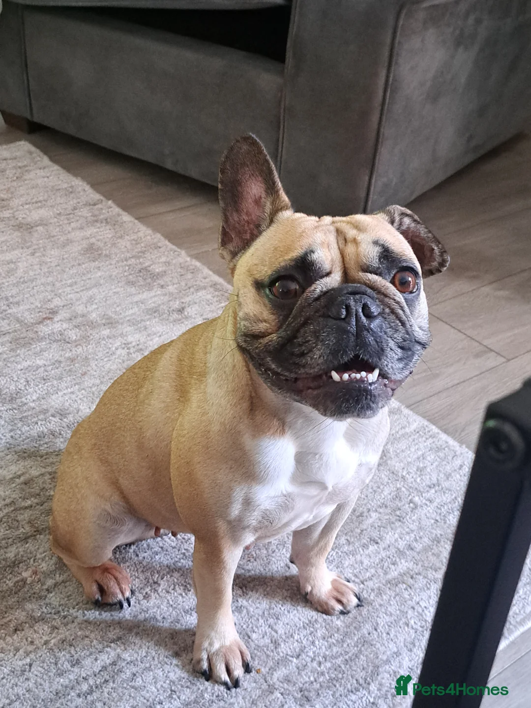 French Bulldog dogs for sale: Mimi - 4 year old french bulldog  - Advert 2