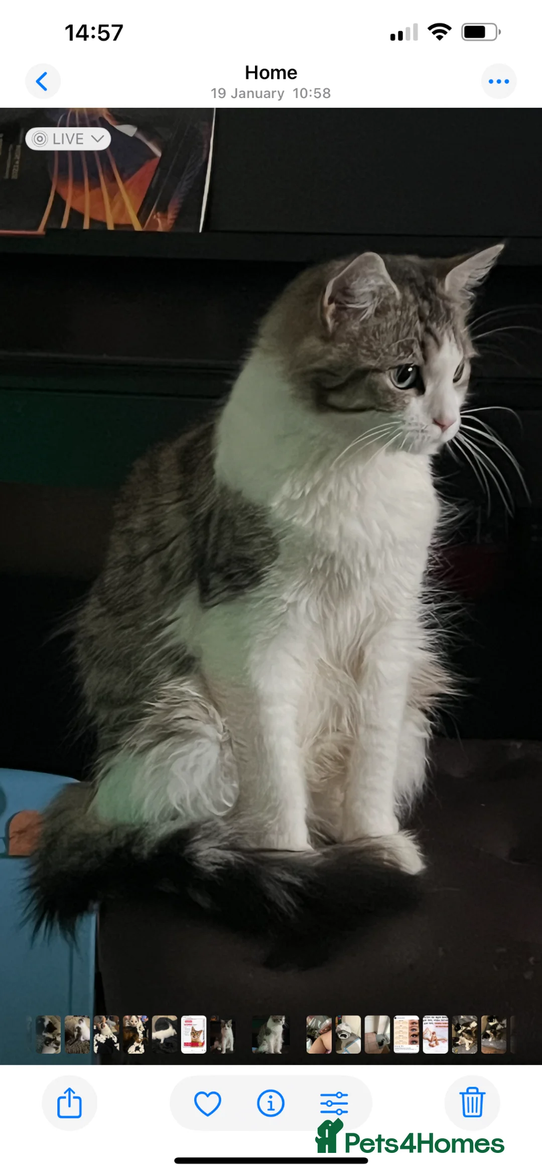 Mixed Breed cats for sale: Mixed kitten  - Advert 2