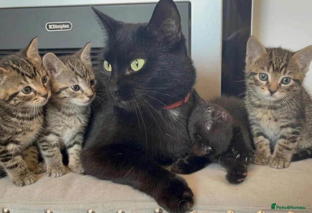 Mixed Breed cats for sale: Half British short hair tabby kittens.   - Advert 12