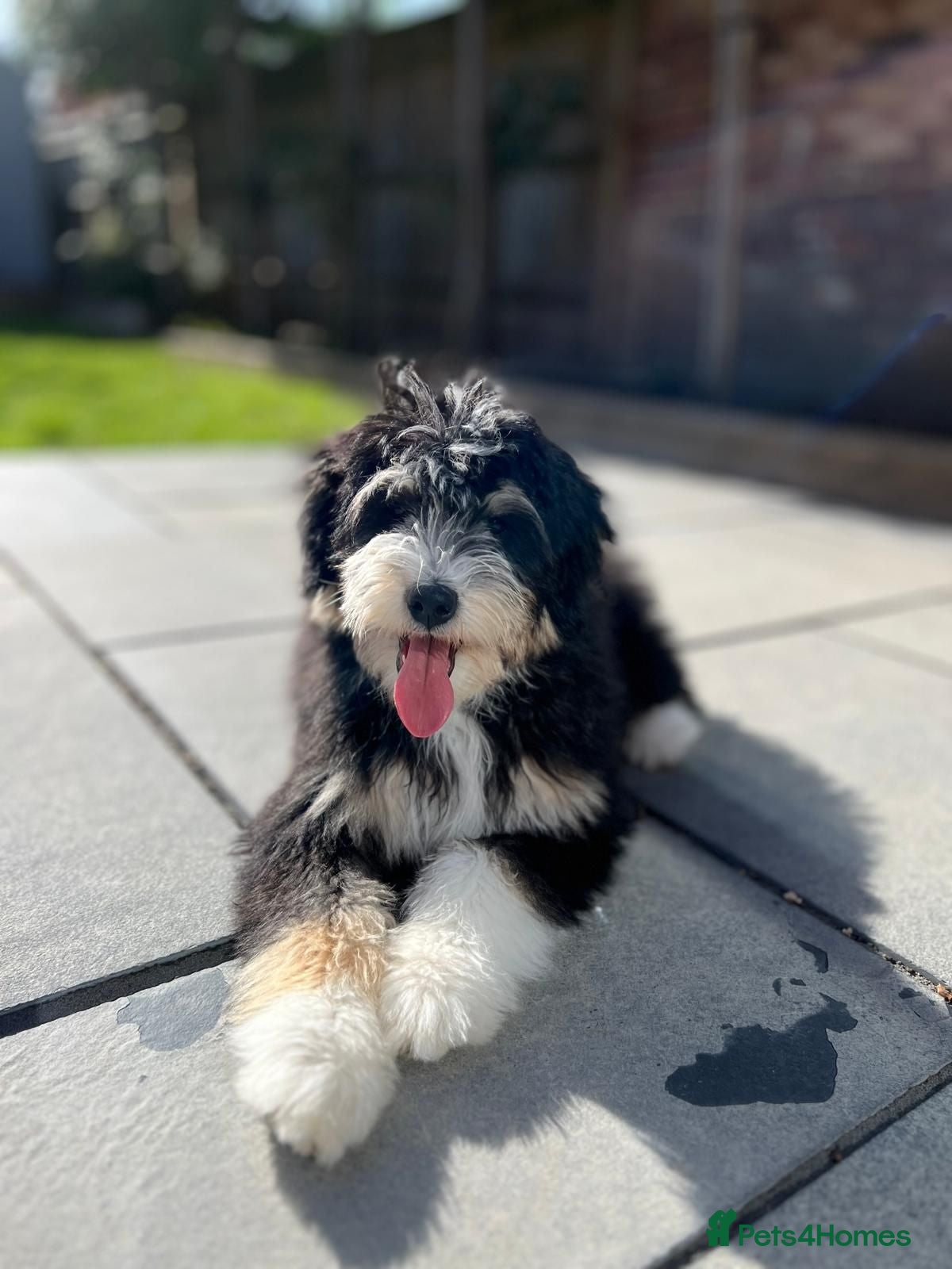 Bernedoodle dogs 15 month old male Miniature Bernedoodle - Advert 1
