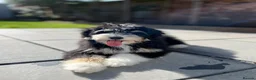 Bernedoodle dogs for sale: 15 month old male Miniature Bernedoodle - Advert 1