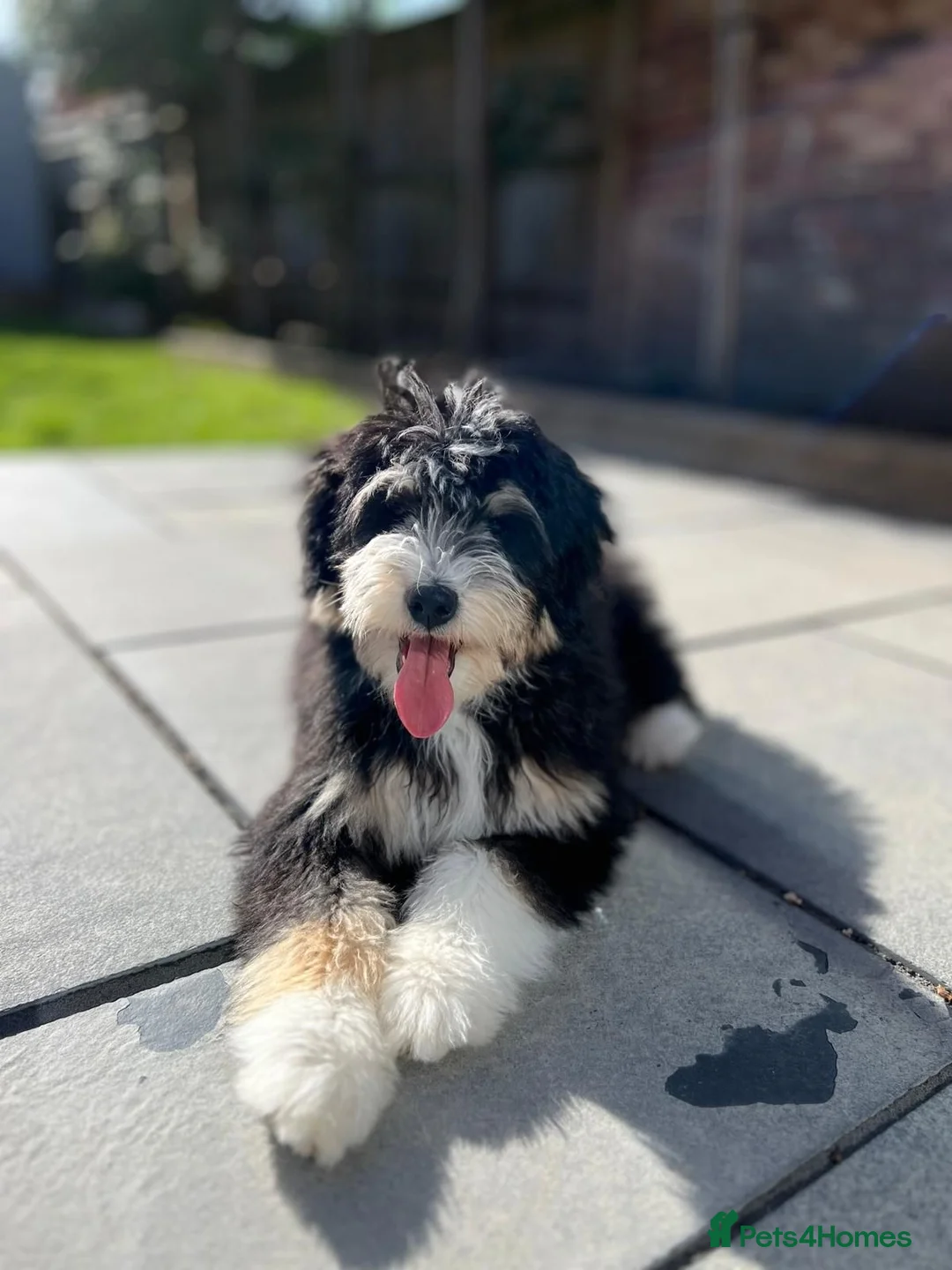 Bernedoodle dogs for sale: 15 month old male Miniature Bernedoodle - Advert 1