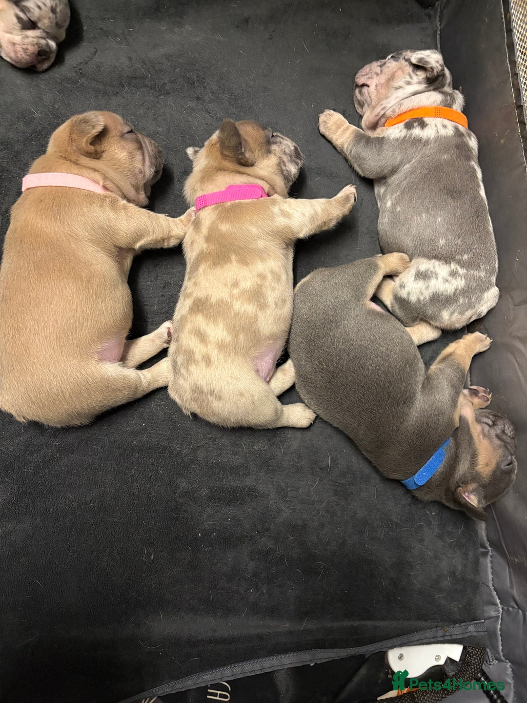 French Bulldog dogs for sale: FRENCH-BULLDOG LITTER  - Advert 8