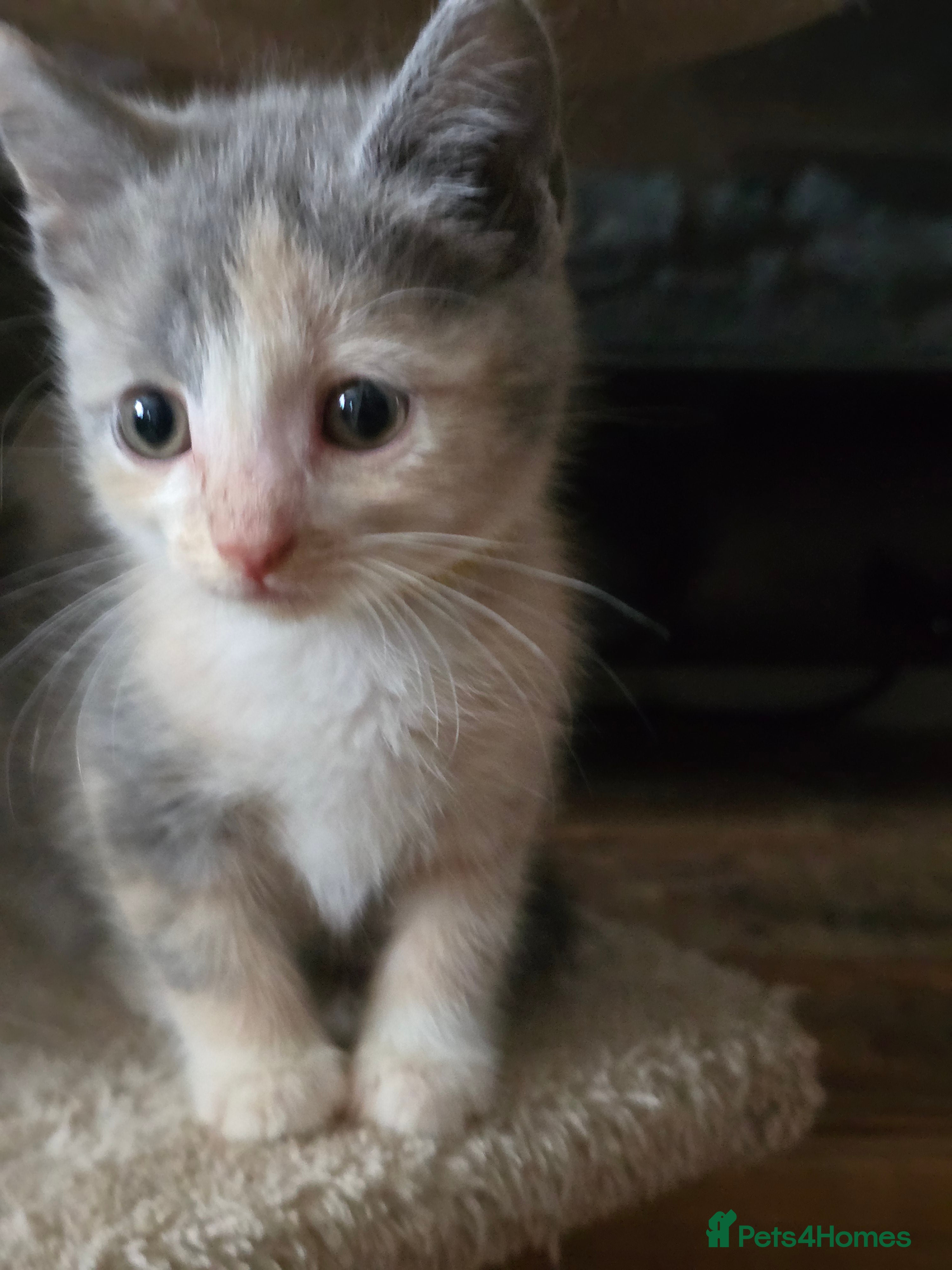 Mixed Breed cats Gorgeous playfull kittens - Advert 2
