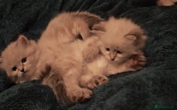 Siberian cats for sale: GCCF +TICA parents - Image 16