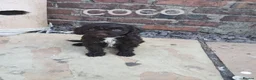 Cockapoo dogs for sale: Chocolate cockatoo x 3 dog in Maesteg - Advert 6