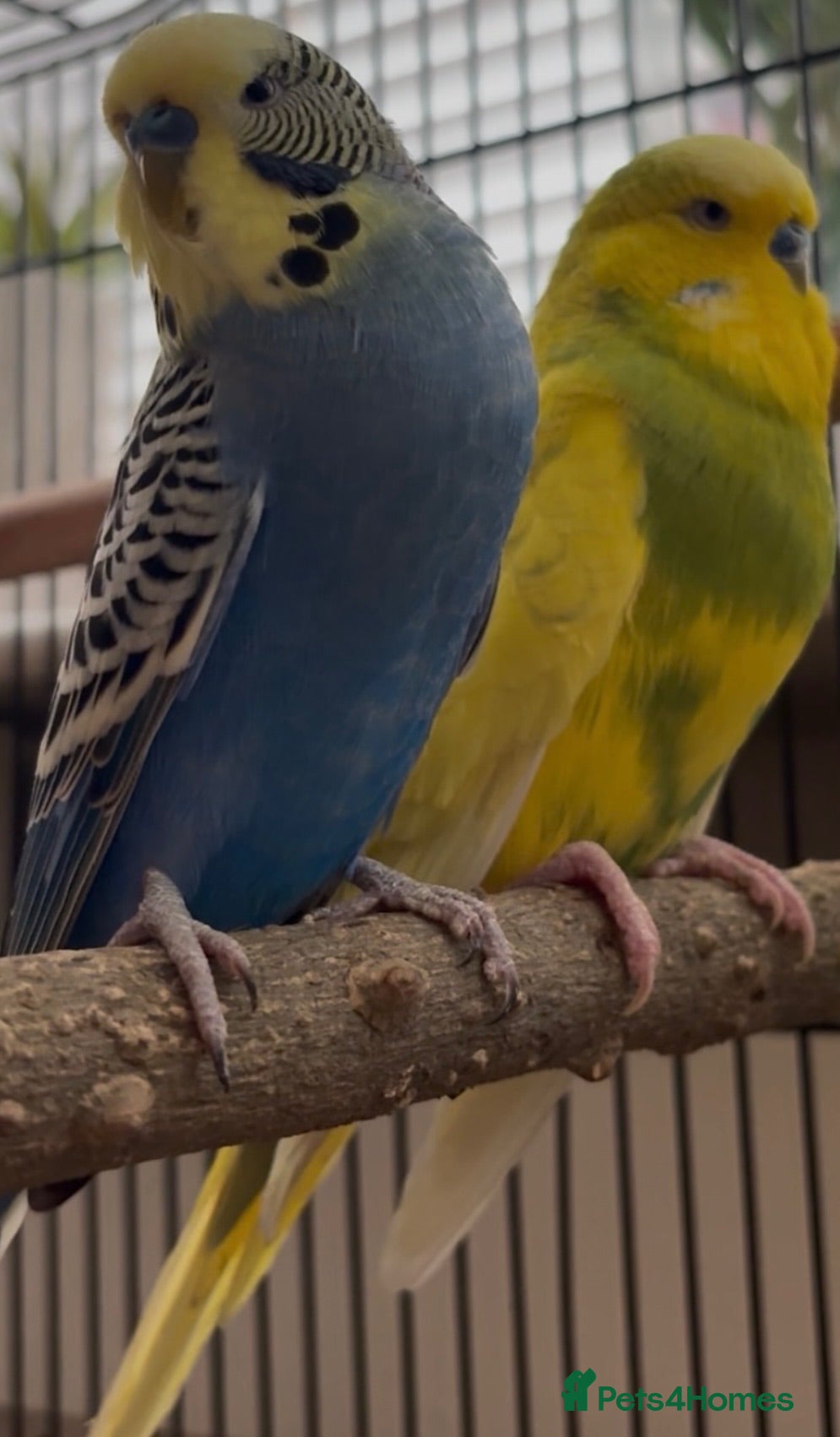 Budgerigars birds Two male budgies  - Advert 1