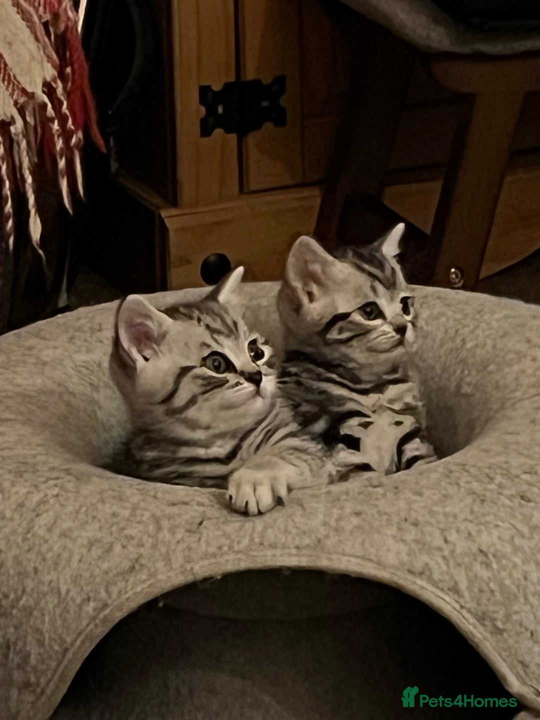 British Shorthair cats for sale: GCCF reg BSH BLACK SILVER TABBY KITTENS - Advert 4