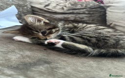 British Shorthair cats for sale: 4 female kittens  - Image 10