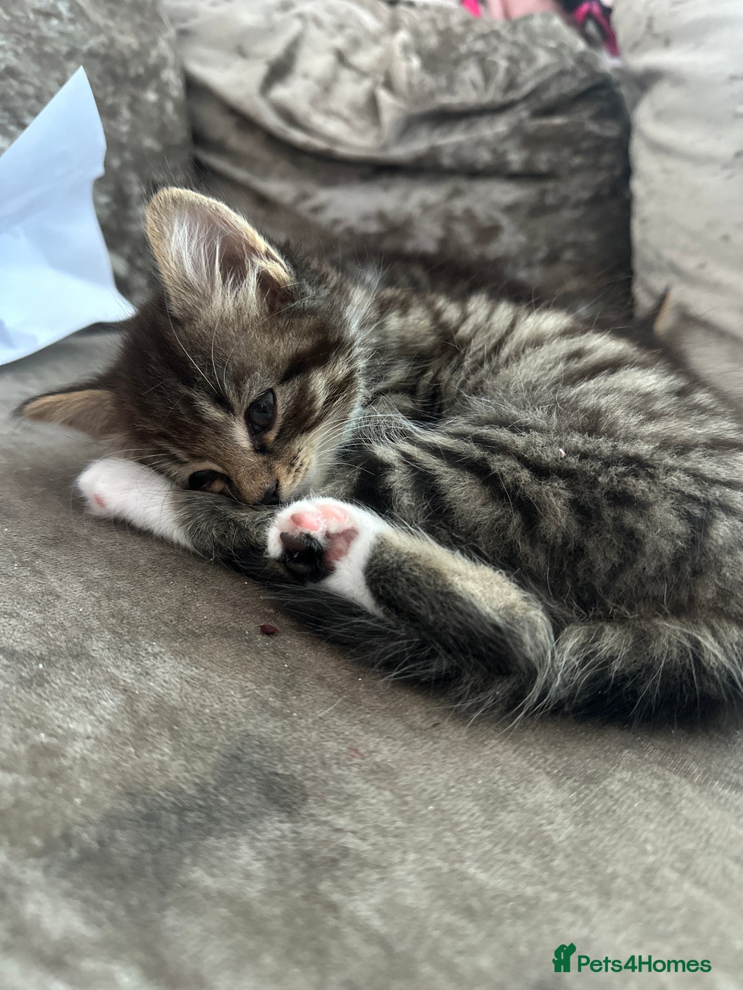 British Shorthair cats for sale: 4 female kittens  - Image 10