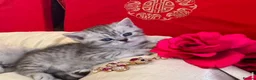 British Shorthair cats for sale: Beautiful silver spotted British shorthair kitten - Advert 5