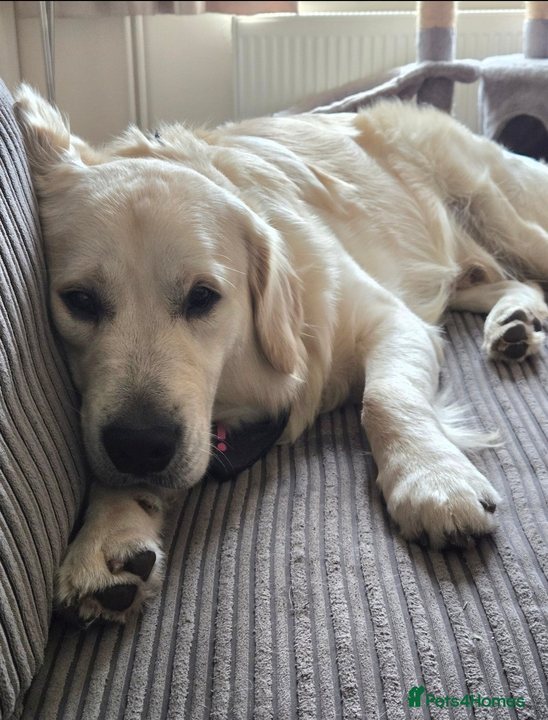 Golden Retriever dogs 1 year Golden retriever male needing rehome - Advert 15