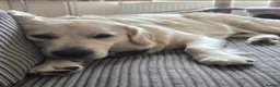 Golden Retriever dogs for sale: 1 year Golden retriever male needing rehome - Advert 1