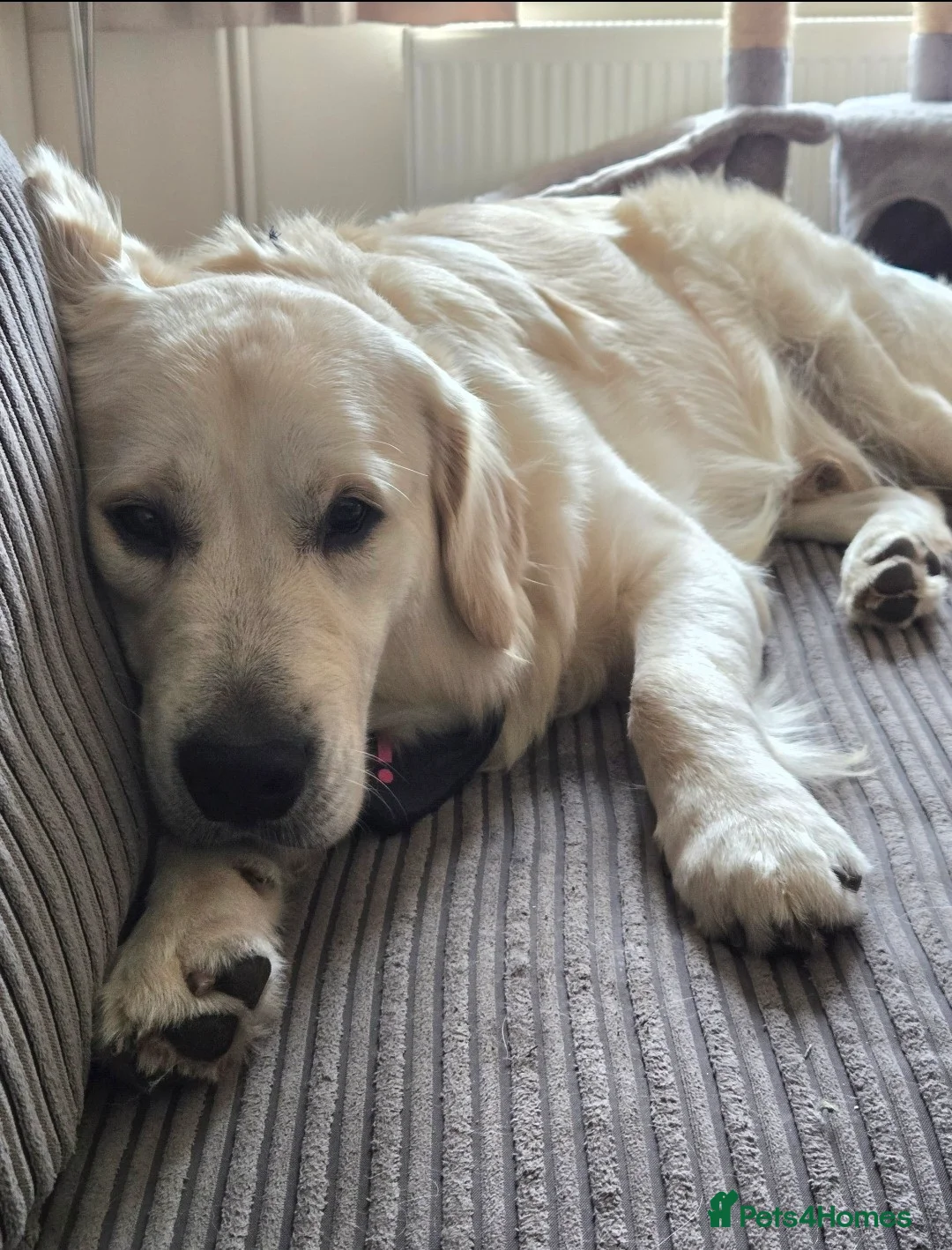 Golden Retriever dogs for sale: 1 year Golden retriever male needing rehome - Advert 1