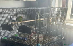 Ringnecks birds for sale: Indian ringneck 7 month old - Image 3